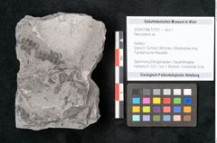 Foto (Objekt + Etikett) von Neuropteris sp.  (NHMW-GEO-2024-0188-10701)